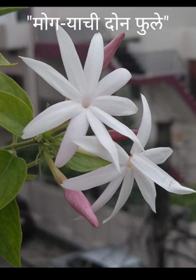 "मोग-याची दोन फुले"