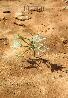 विडंबना