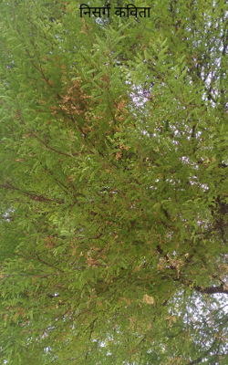निसर्ग कविता