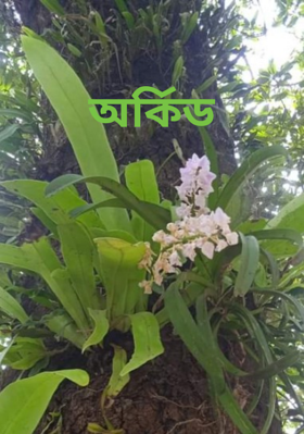 অর্কিড