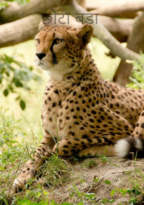 छोटा बड़ा