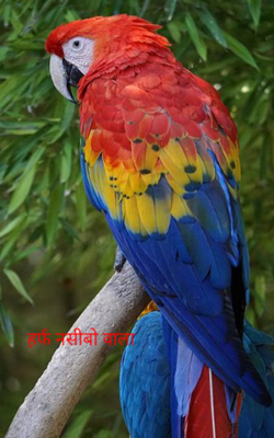 हर्फ नसीबो वाला