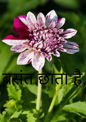 बसंत छाता है