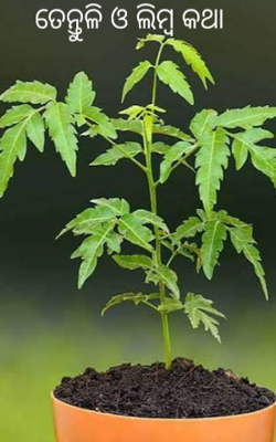 ତେନ୍ତୁଳି ଓ ଲିମ୍ବ କଥା