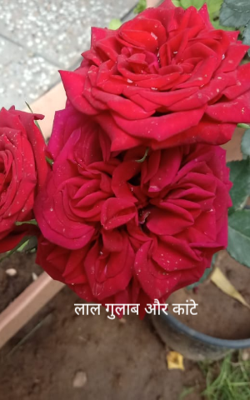 लाल गुलाब और कांटे