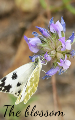 The blossom