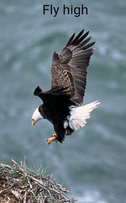 Fly high
