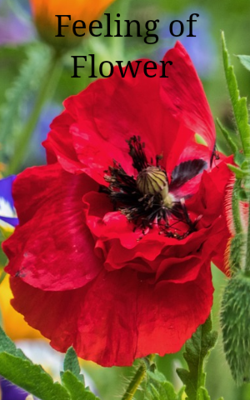 Feeling of Flower