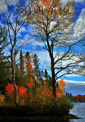 કેસૂડે ખીલ્યાં ફૂલ