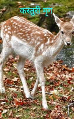 कस्तुरी मृग