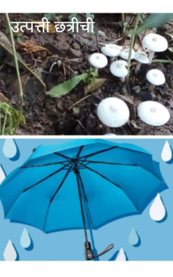 उत्पत्ती छत्रीची