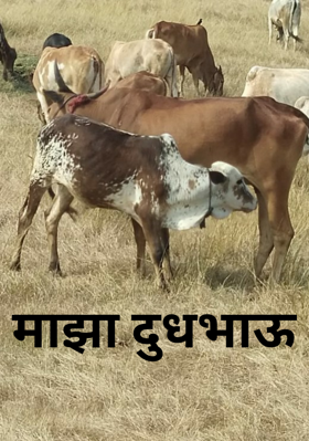 माझा दुधभाऊ