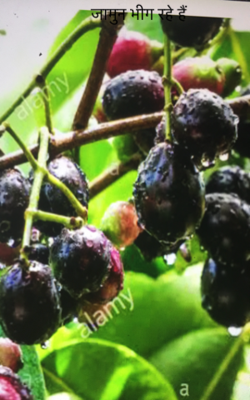 जामुन भीग रहे हैं