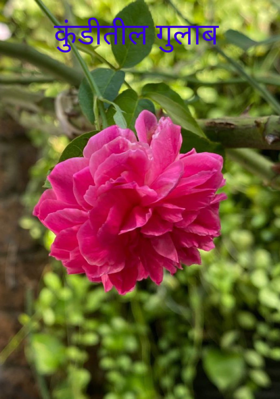 कुंडीतील गुलाब