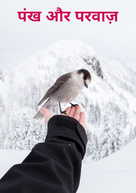 पंख और परवाज़
