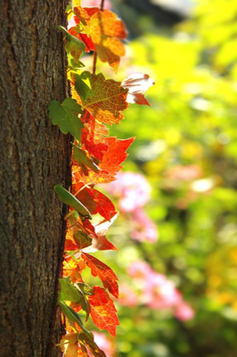 मैं कविता हूं