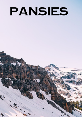 Pansies
