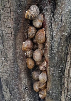 ଫେମିଲି
