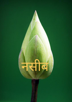 नसीब