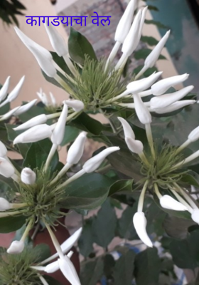 कागडयाचा वेल