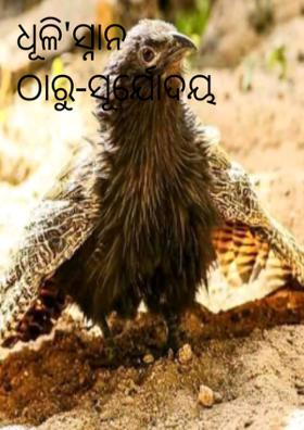 ଧୂଳି'ସ୍ନାନ ଠାରୁ-ସୂର୍ଯ୍ୟୋଦୟ