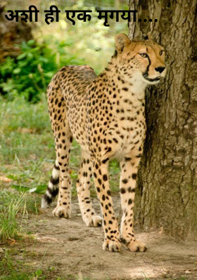 अशी ही एक मृगया....