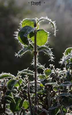 * निसर्ग  *