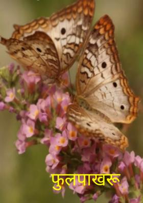 फुलपाखरू