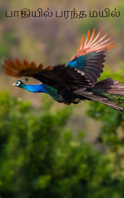 பாதியில் பரந்த மயில்
