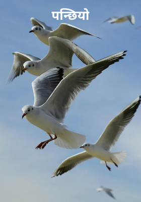 पन्छियो