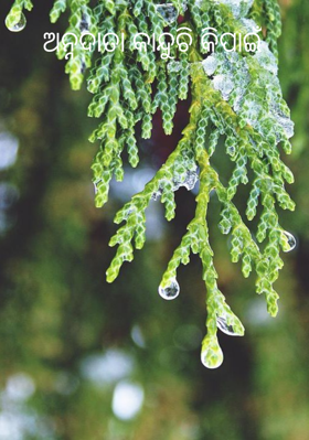 ଅନ୍ନଦାତା କାନ୍ଦୁଚି କିପାଇଁ