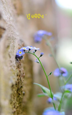 ମୁଁ କବିଟିଏ