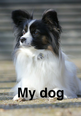 My Dog