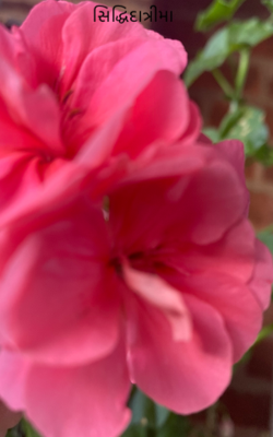 નવરાત્રી - સિદ્ધિદાત્રીમા