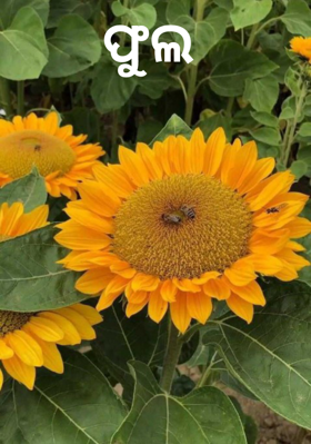 ଫୁଲ