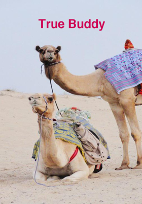 True Buddy