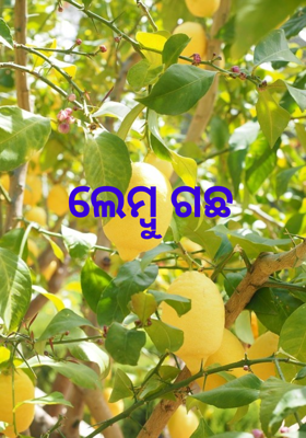 ଲେମ୍ବୁ ଗଛ
