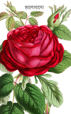 ভালোবাসো