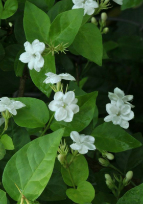 मोगरा फुलला