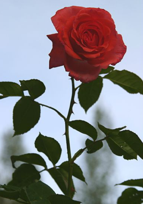 ତୁମେ ମୋ ଗୋଲାପ ମୁଁ ତୁମ କଣ୍ଟା