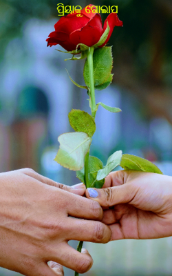 ପ୍ରିୟାକୁ ଗୋଲାପ 