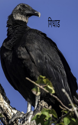 गिधाड