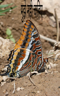 मुझे नहीं चाहिए