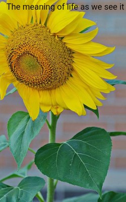 The Meaning Of Life As We See It