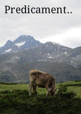 Predicament..