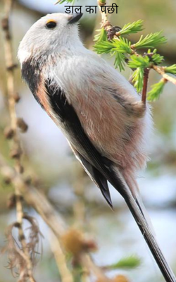 डाल का पंछी