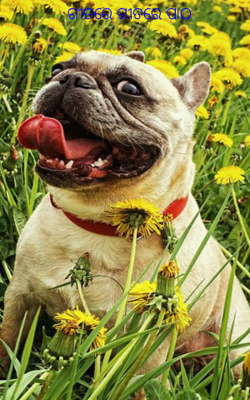 ଗୀତରେ ଗୀତରେ ପାଠ