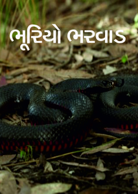 ભૂરિયો ભરવાડ
