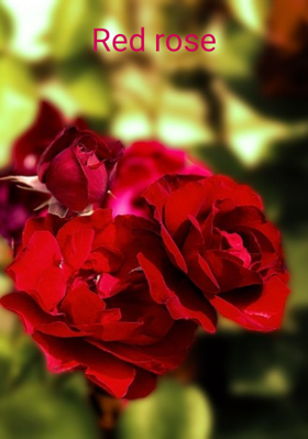 Red Rose
