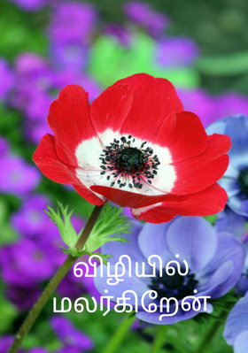 விழியில் மலர்கிறேன்